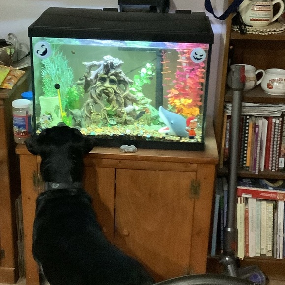 Smoke free - Animal friendly home - Fast shipping - Picture 7 of 7